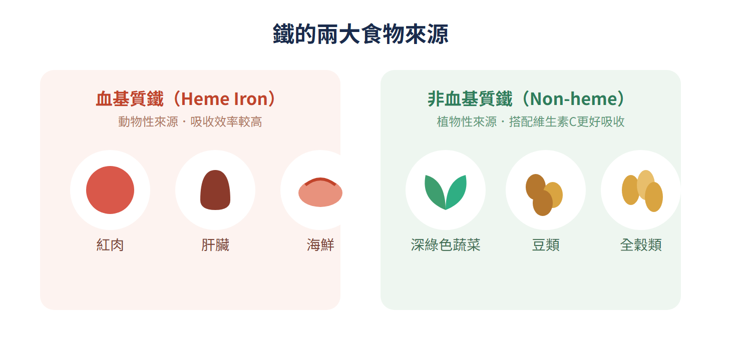鐵的兩大食物來源:血基質鐵與非血基質鐵