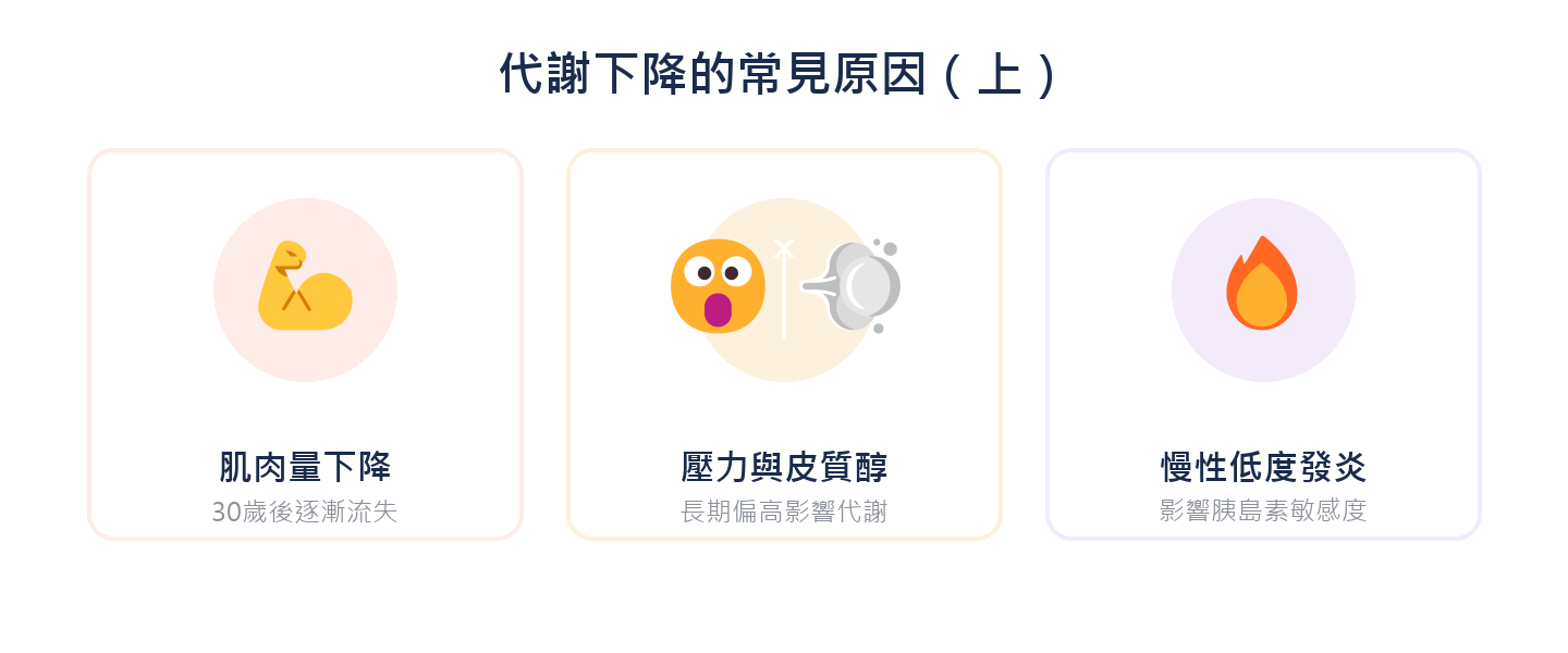 代謝下降的常見原因：肌肉量下降、壓力與皮質醇、慢性低度發炎