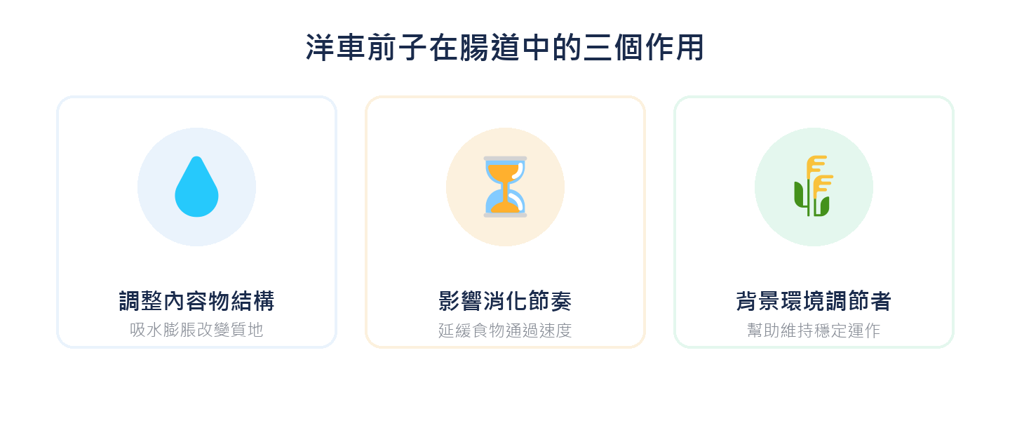 洋車前子在腸道中的三個作用：調整內容物結構、影響消化節奏、背景環境調節者