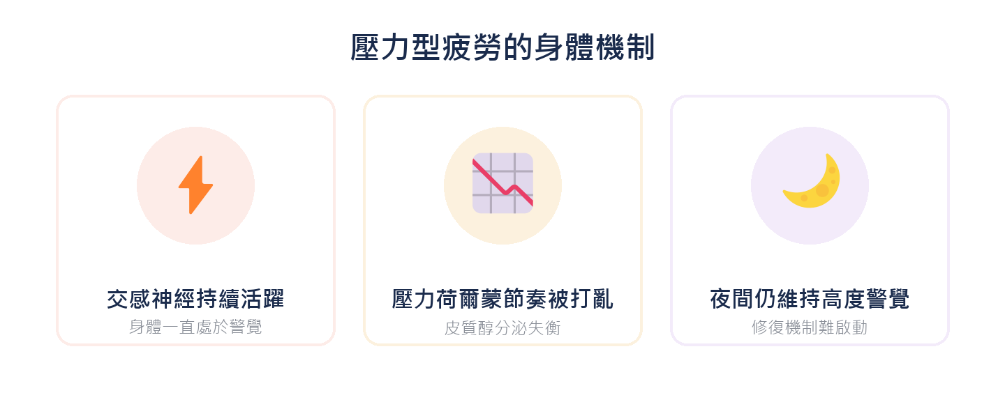 壓力型疲勞的身體機制：交感神經持續活躍、壓力荷爾蒙節奏被打亂、夜間仍維持高度警覺